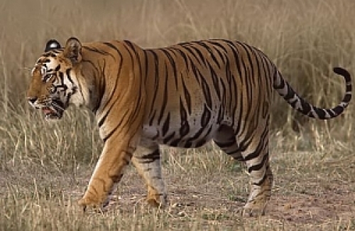 A tiger